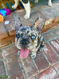 AKC French bulldog, blue Merle  Listing Image