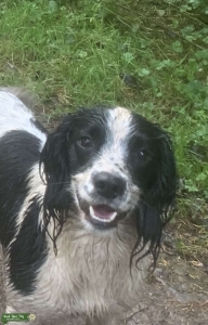 Black/White springer spaniel Listing Image