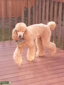 Apricot 100%   Standard Poodle Championship Bloodline Listing Image