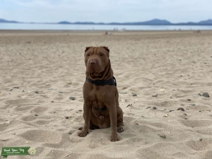 Sweet, 2yr old, Chocolate Dilute mini Sharpei Listing Image