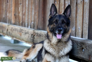 AKC Sable German Shepherd Stud Listing Image