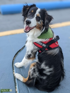 Non-merle mini Australian Shepherd wanted. Listing Image
