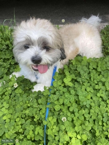 Beautiful Shih Tzu Listing Image