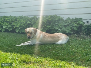 English Yellow Labador retriever  Listing Image