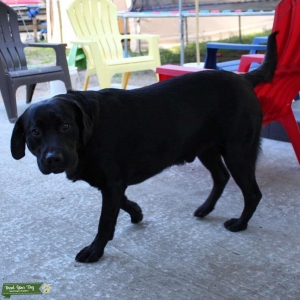 Black Labrador  Listing Image