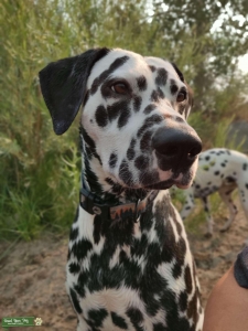Dalmatian Stud Listing Image