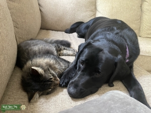 Beautiful Labrador Retriever Listing Image