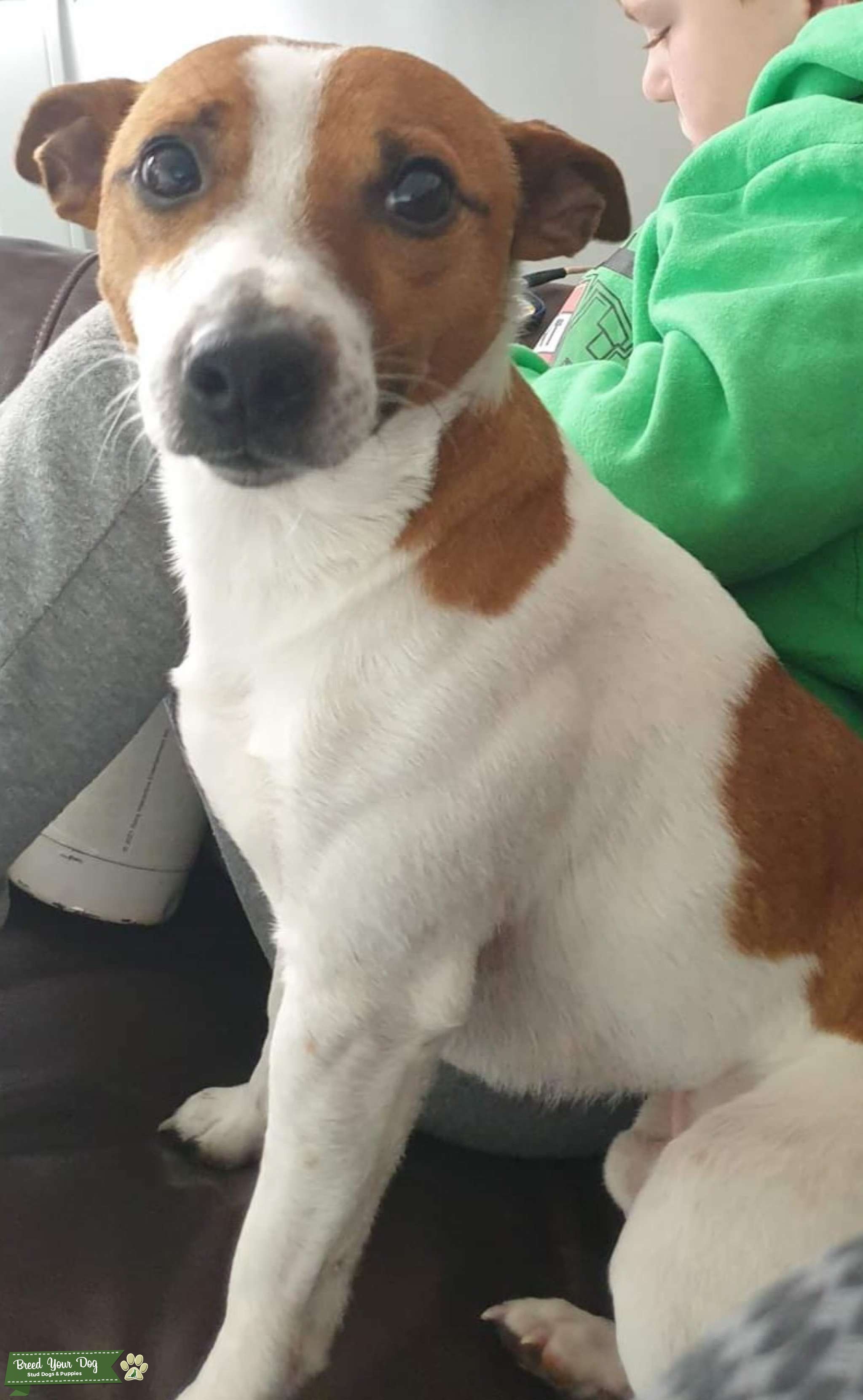 Jack Russell for stud Stud Dog in Somerset , the United Kingdom Breed Your Dog