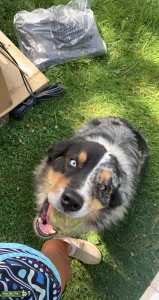 Blue Merle Australian Shepherd Listing Image