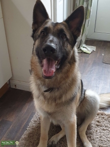 German shepherd for stud Listing Image