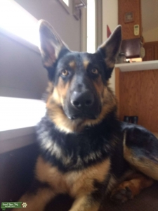 German Shepherd Stud Listing Image