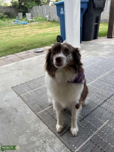 Mini Australian Shepard female Listing Image
