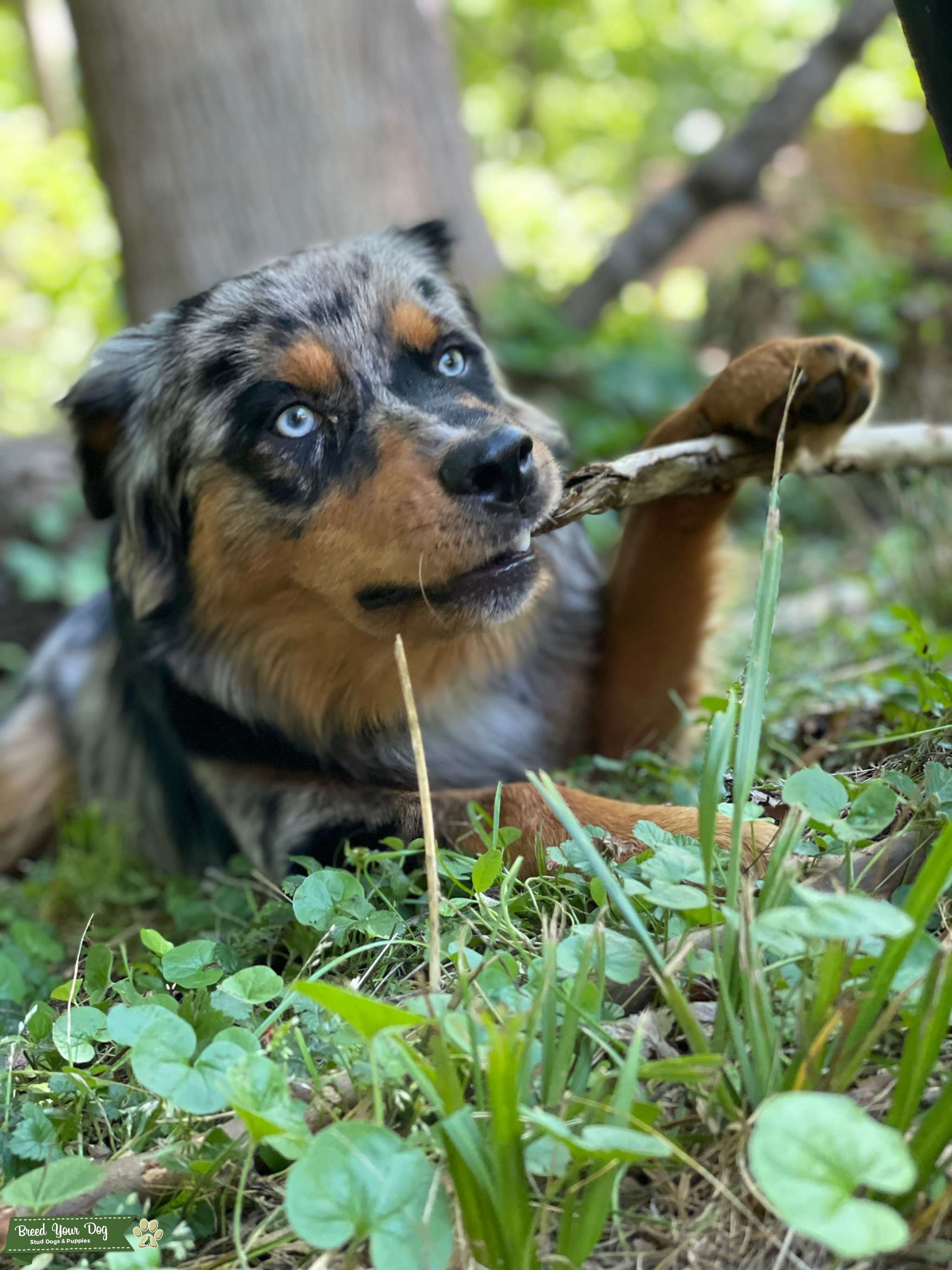 Purebred Young Australian Shepherd Stud Dog in North Carolina, United