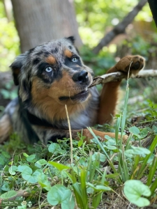 Purebred Young Australian Shepherd  Listing Image