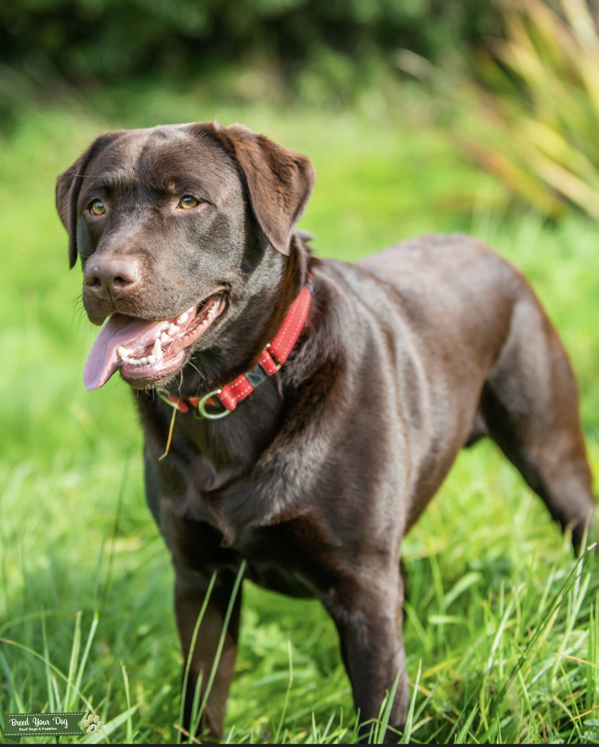Chocolate Labrador For Stud Stud Dog in Cumbria, the United States