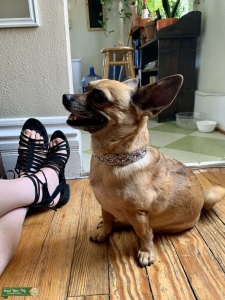 Pug, Papillon, Aussie Cattle Dog, Chihuahua Mix  Listing Image