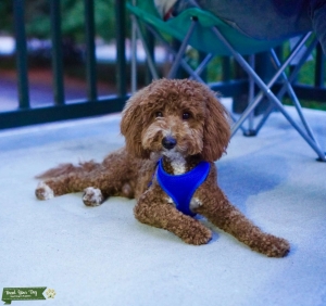 Mini Goldendoodle Listing Image