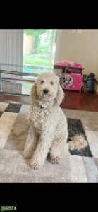 Female Goldendoodle Listing Image