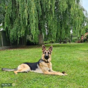Straight back German Shepherd Stud Listing Image