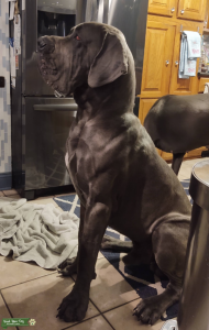 100% European Blue Great Dane for Stud Listing Image