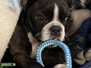 Female dog for breeding Listing Image
