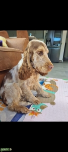 Chocolate Sable Roan Cocker proven Stud Listing Image