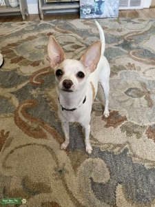 Looking for a boyfriend  Listing Image