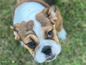 English Bulldog Listing Image