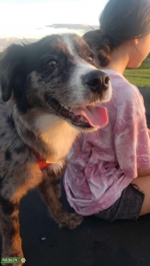 Merle Australian Shepherd  Listing Image