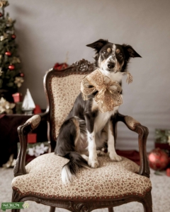 Purebred registered Border Collie 3 yrs old Listing Image