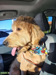 Goldendoodle  Listing Image