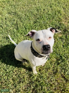 Female 75lb. White w/ black ear Listing Image