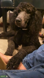 Black Standard Poodle Listing Image