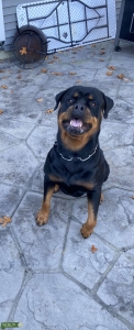 AKC Registered Rottweiler  Listing Image