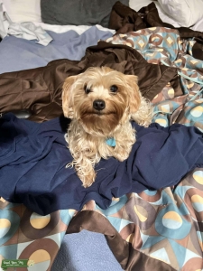 7lb yorkie  Listing Image