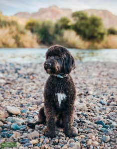 AUSSIEDOODLE (Australian Shephard / Poodle) Listing Image