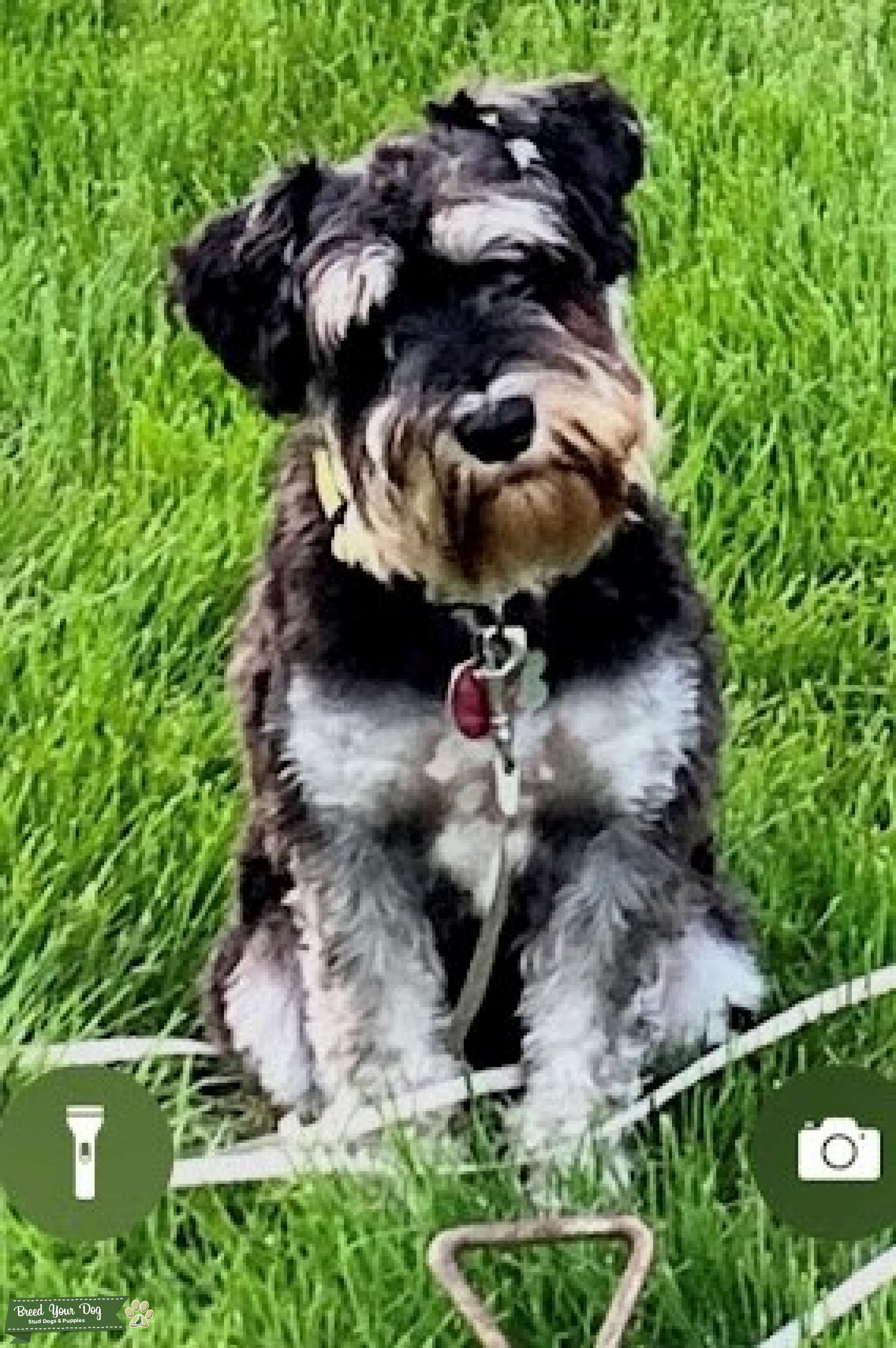 Miniature Schnauzer Stud no papers Stud Dog in South Eastern PA, the