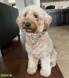 Handsome F1B Goldendoodle  Listing Image