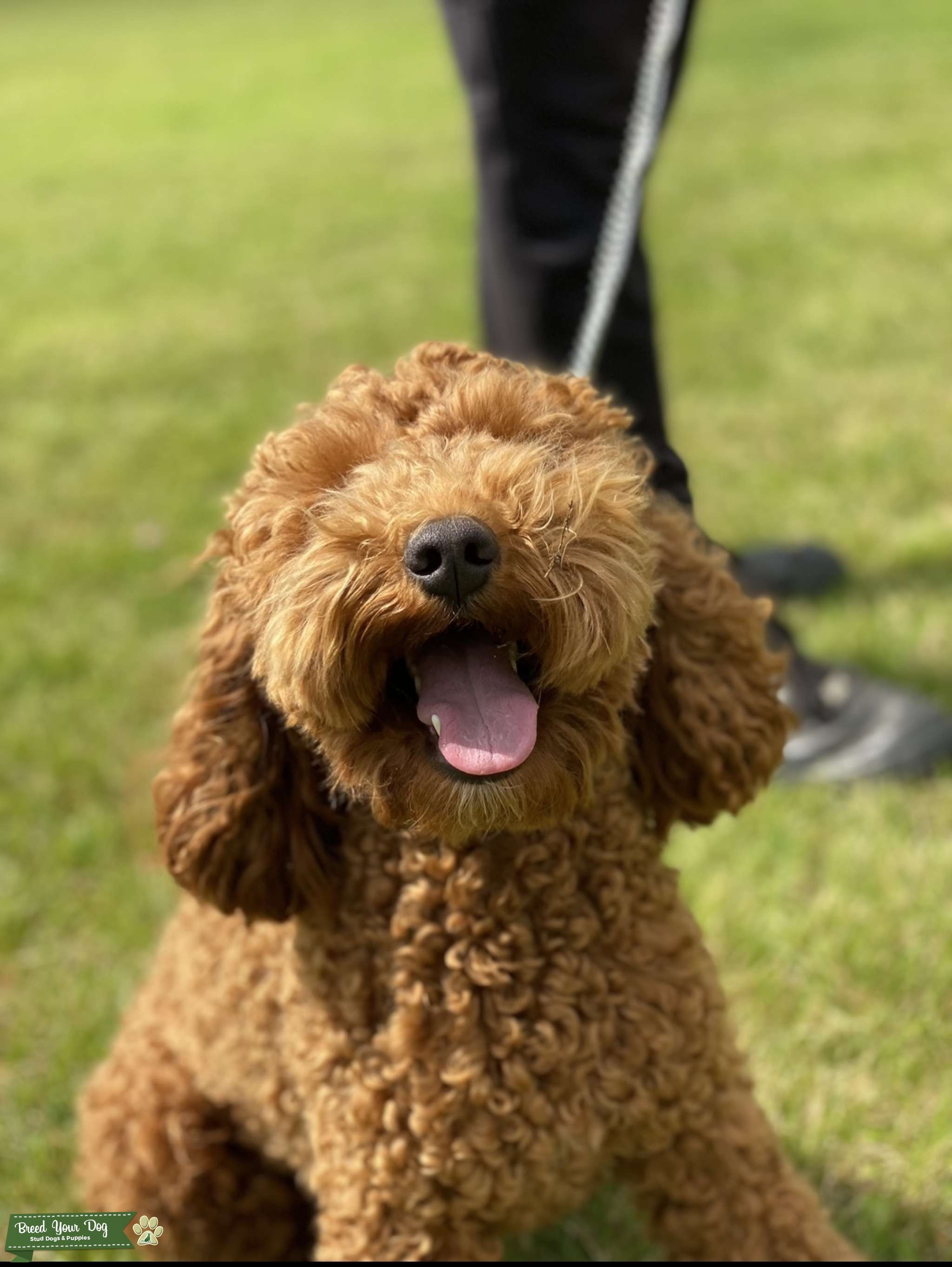 Red Cockapoo for Stud Stud Dog in Norfolk, Australia Breed Your Dog