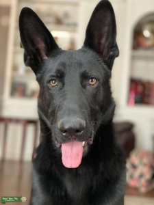 Blacked Out German Shepherd STUD No Papers Listing Image
