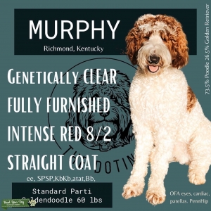 Murphy (straight coat- FF) Listing Image