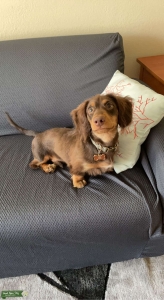 Longhaired Miniature Dachshund Listing Image