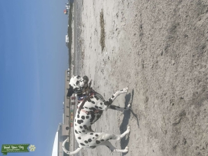 Looking for a male Dalmatian  Listing Image