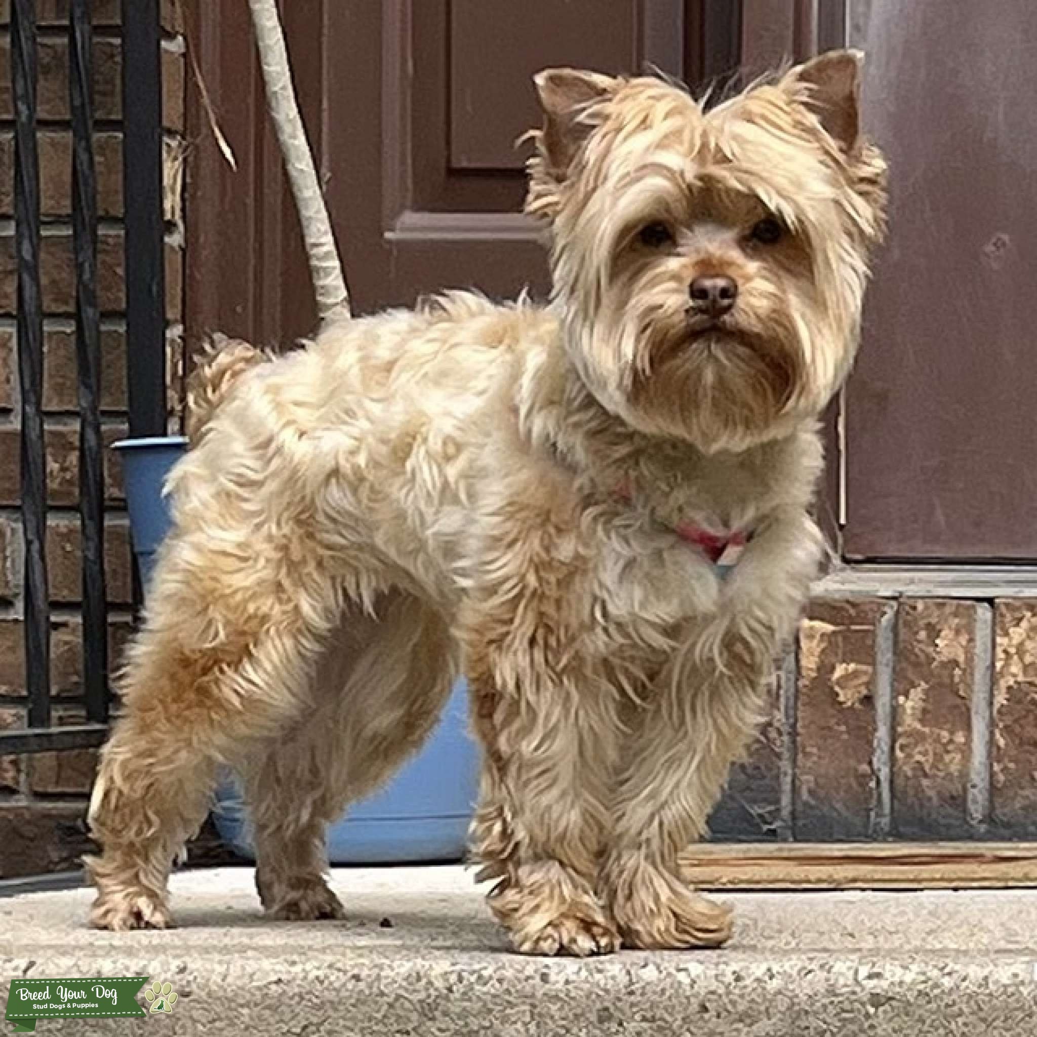 Chocolate Yorkshire Terrier Stud Dog in Northeast PA, the United States Breed Your Dog