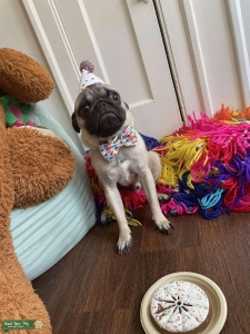 Pug Stud Listing Image