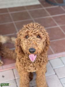 Red Goldendoodle  Listing Image