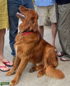 HANDSOME RED GOLDEN RETRIEVER Listing Image