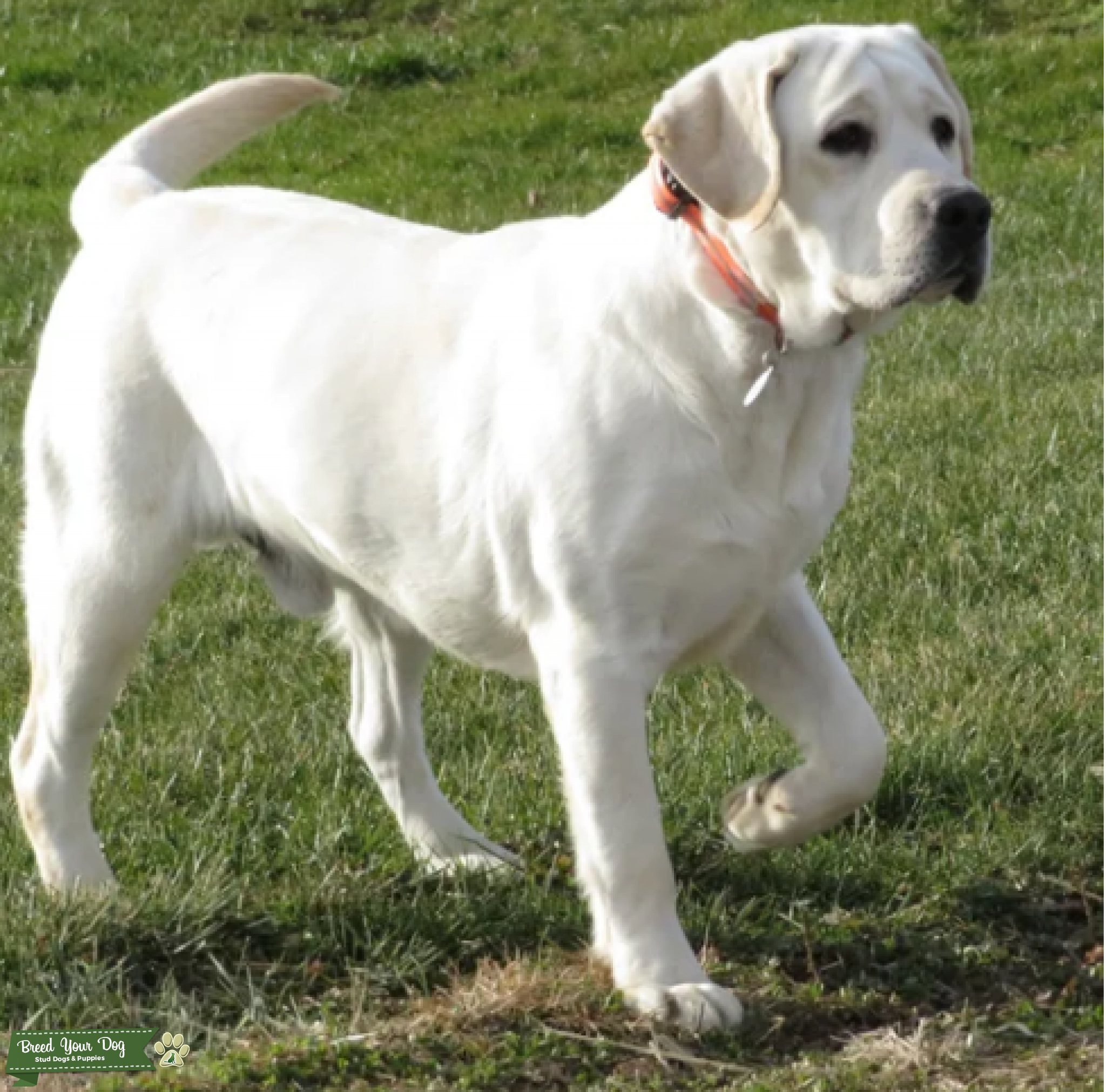 AKC English White/ Yellow Lab Stud Dog in pa, United States Breed