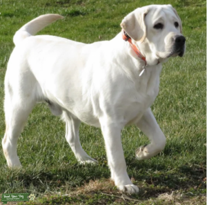 AKC English White/ Yellow Lab  Listing Image