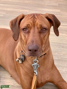 Nahla 3.5 year old liver-nose bitch - beautiful  Listing Image